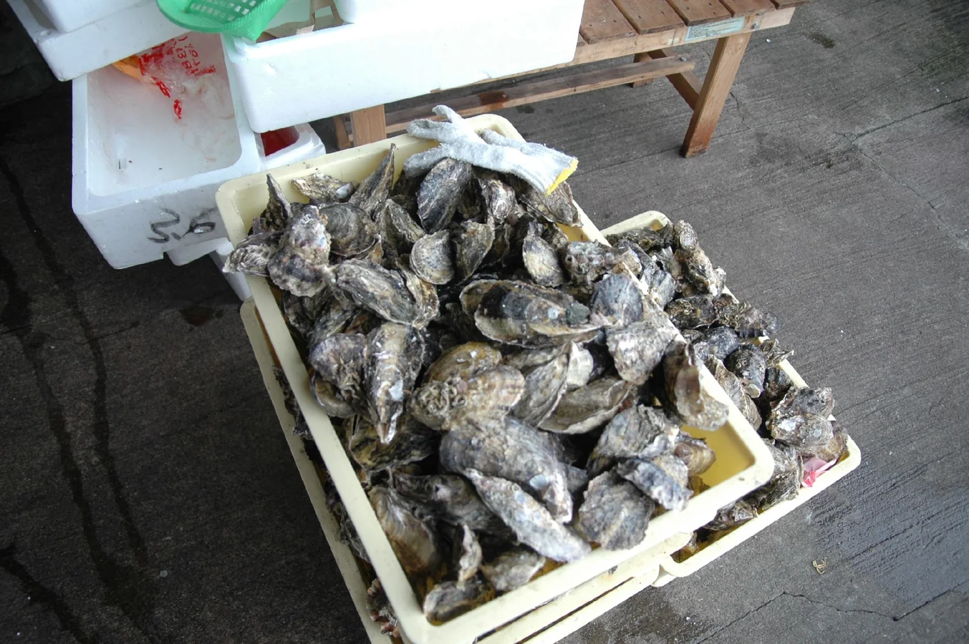 Oysters harvested in Hinase, Bizen City