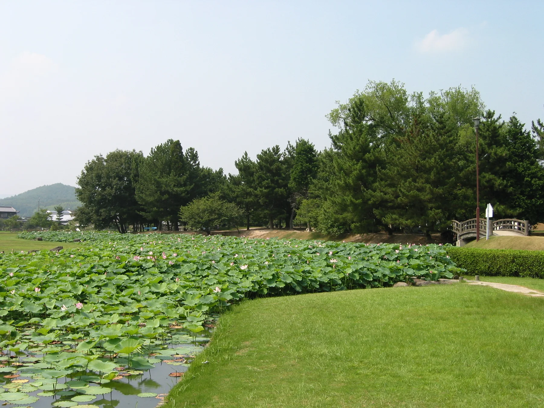 Lotus-filled moat and green grounds at the ruins of Bitchu Takamatsu Castle in Okayama